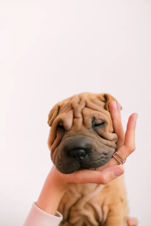 Puppy Phone Wallpaper · pets · 1440×2160