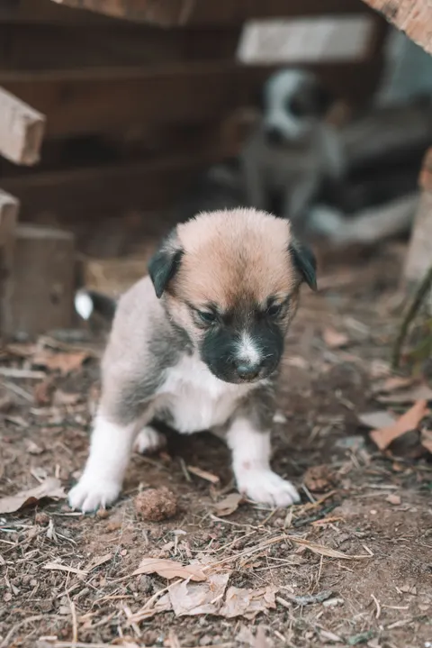 Puppy Phone Wallpaper · pets · 1440×2159