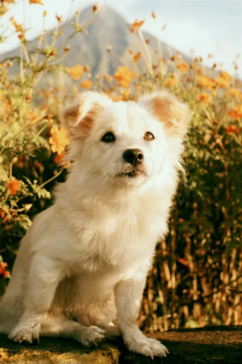 Cucciolo Sfondo per Telefono · pets · 1440×2160