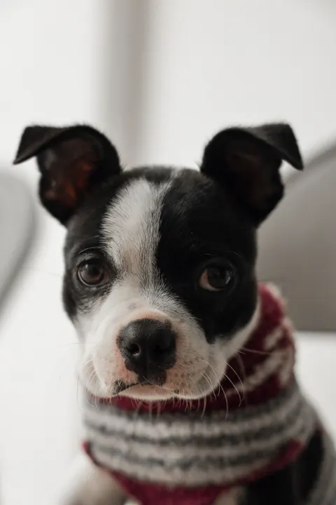 Puppy Phone Wallpaper · pets · 1440×2160