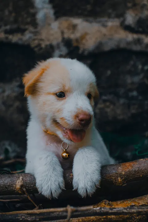 Puppy Phone Wallpaper · pets · 1440×2160