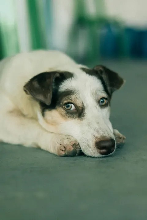 Puppy Phone Wallpaper · pets · 1440×2160