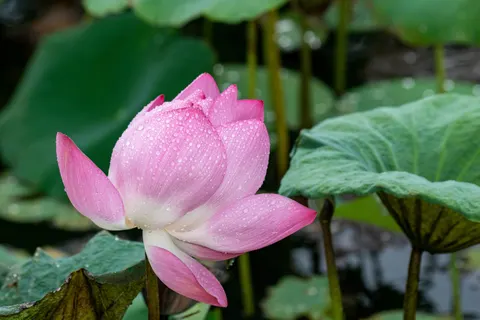 Lotus 4K-achtergrond · flowers · 3840×2560