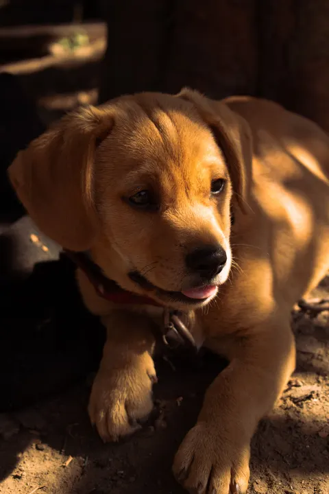Puppy Phone Wallpaper · pets · 1440×2160