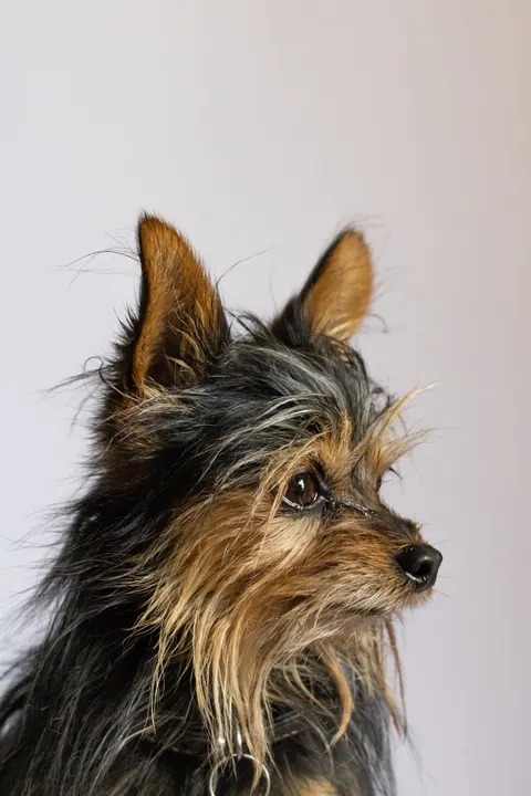 Welpe Handy-Hintergrundbild · pets · 1440×2160