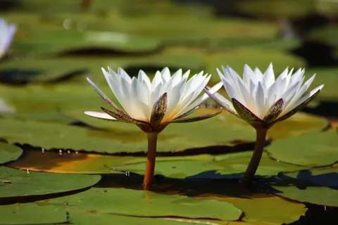 연꽃 4K 배경화면 · flowers · 3840×2560