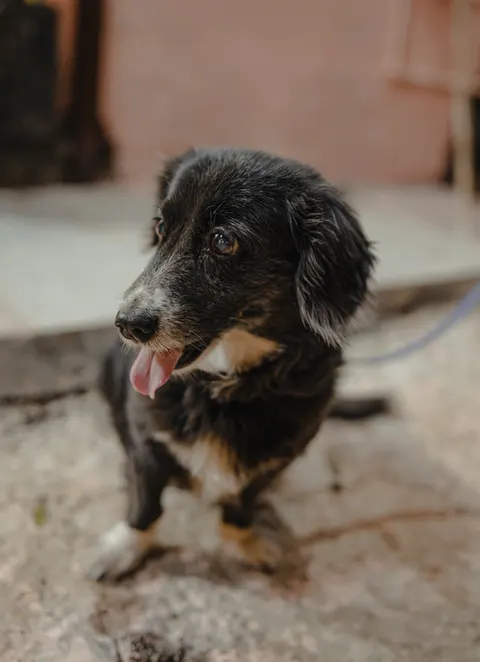 子犬 スマホ壁紙 · pets · 1440×1985