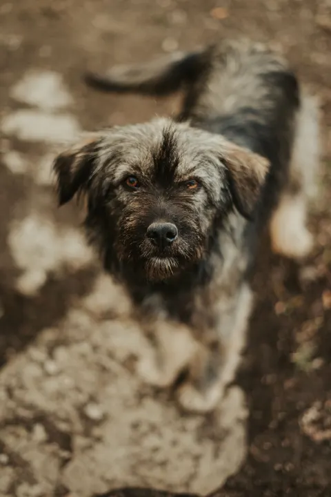 Puppy Phone Wallpaper · pets · 1440×2160