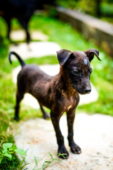 Puppy Phone Wallpaper · pets · 1440×2160