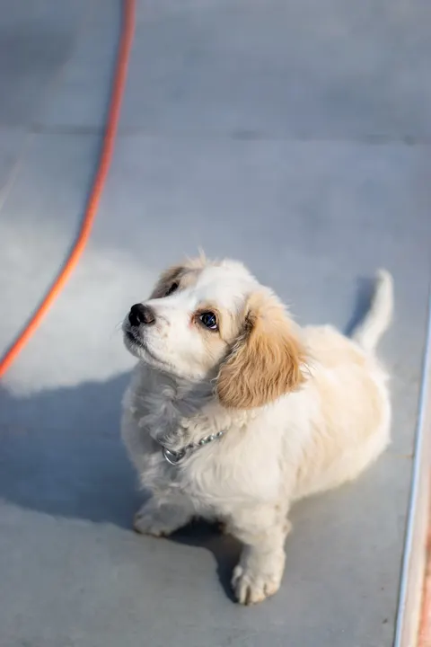 Puppy Phone Wallpaper · pets · 1440×2160