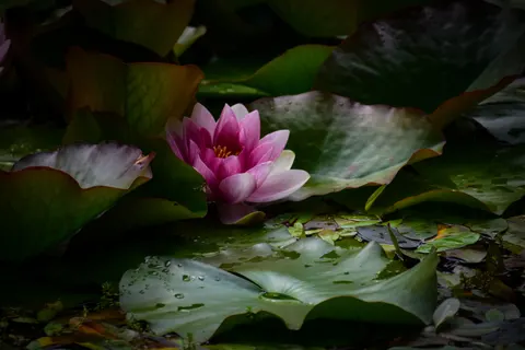 خلفية لوتس بدقة 4K · flowers · 3840×2560