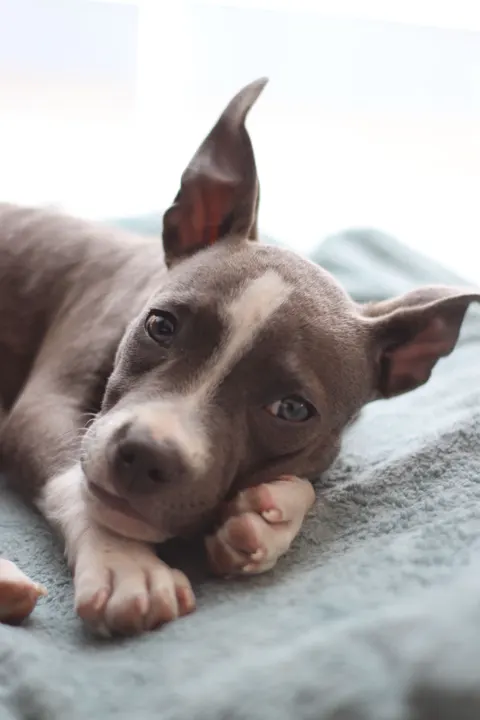 Puppy Phone Wallpaper · pets · 1440×2160
