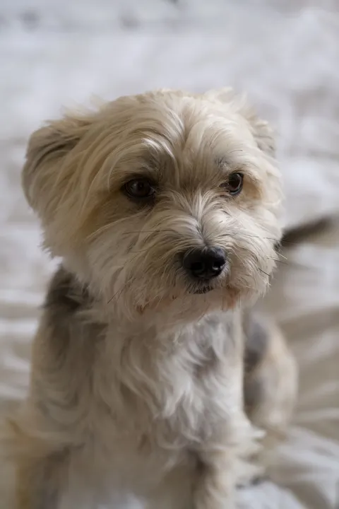Puppy Phone Wallpaper · pets · 1440×2160