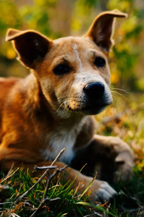 Puppy Phone Wallpaper · pets · 1440×2160