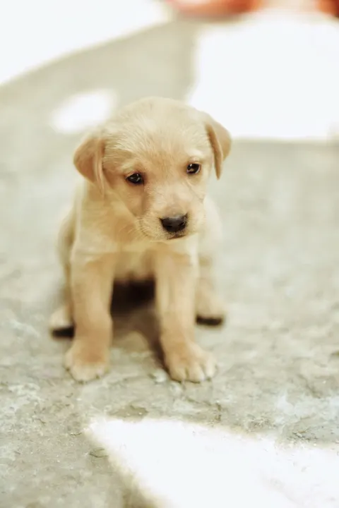 Puppy Phone Wallpaper · pets · 1440×2160