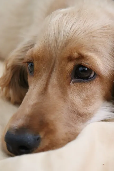 Puppy Phone Wallpaper · pets · 1440×2160