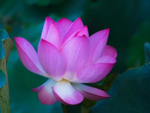 Обои Лотос 4K · flowers · 3840×2892