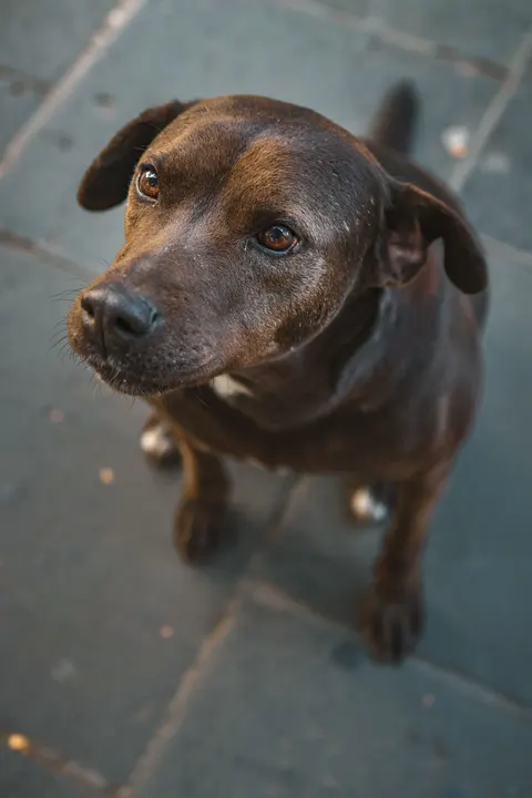 Puppy Phone Wallpaper · pets · 1440×2160