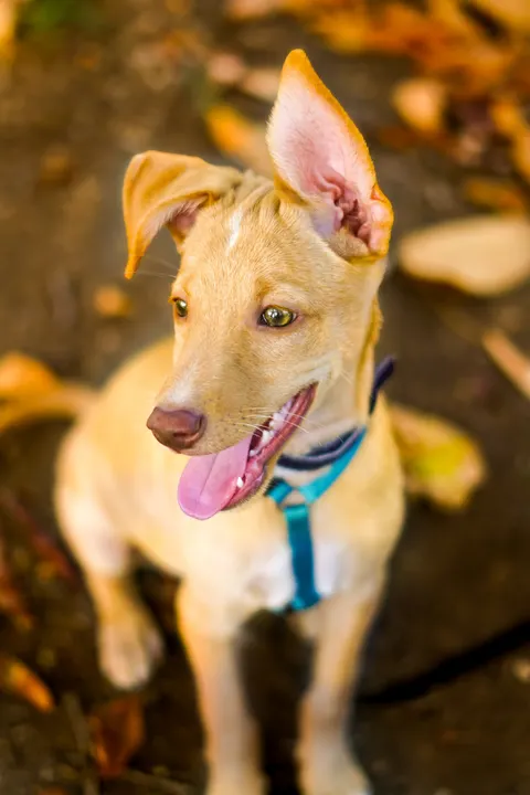 Fond d'écran mobile Chiot · pets · 1440×2160
