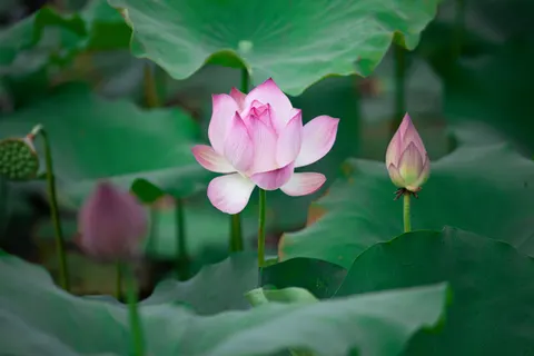 والپیپر نیلوفر آبی با کیفیت 4K · flowers · 3840×2560