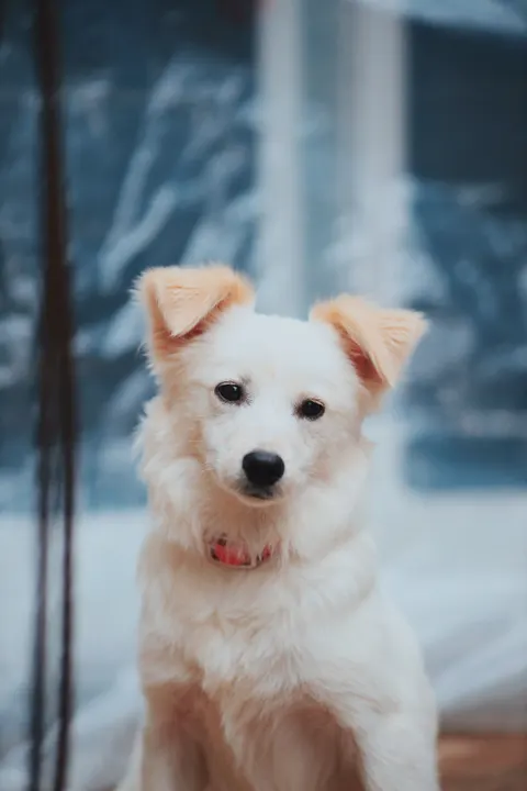 Puppy Phone Wallpaper · pets · 1440×2160