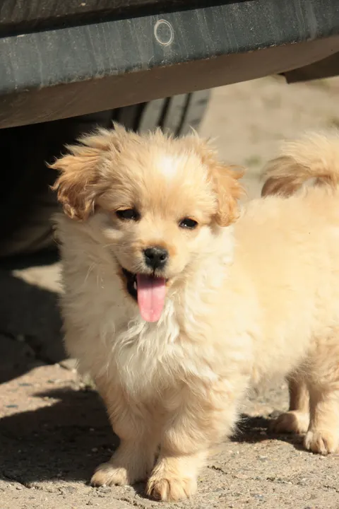 Puppy Phone Wallpaper · pets · 1440×2160