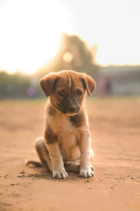 جرو خلفية للجوال · pets · 1440×2160