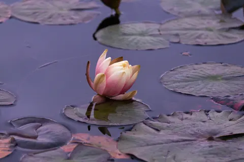 Lotus 4K Wallpaper · flowers · 3840×2560
