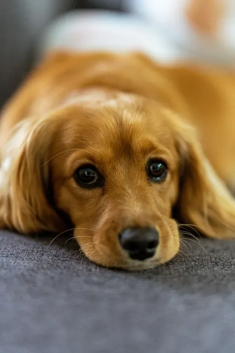 Puppy Phone Wallpaper · pets · 1440×2160