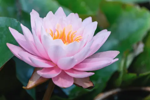 蓮花 4K桌布 · flowers · 3840×2561