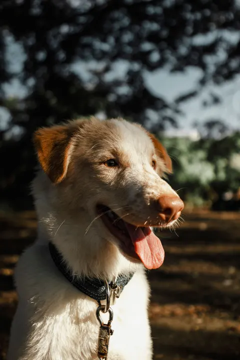 Puppy Phone Wallpaper · pets · 1440×2160