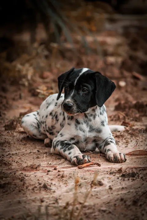 Puppy Phone Wallpaper · pets · 1440×2160