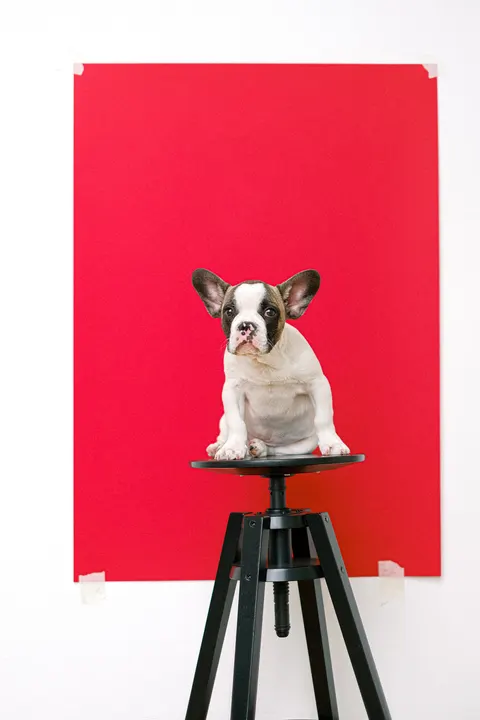 Puppy Phone Wallpaper · pets · 1440×2160