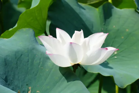 Fond d'écran Lotus 4K · flowers · 3840×2560