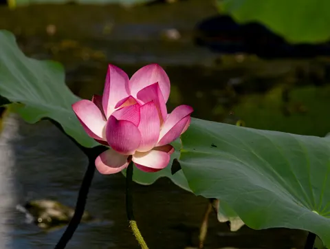 Lotus 4K Wallpaper · flowers · 3840×2892