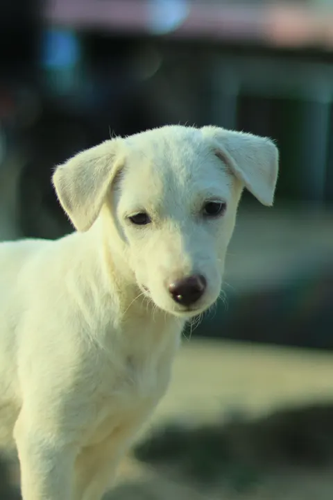 Puppy Phone Wallpaper · pets · 1440×2160