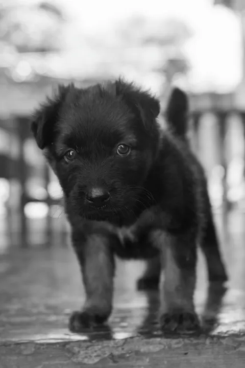 Welpe Handy-Hintergrundbild · pets · 1440×2160