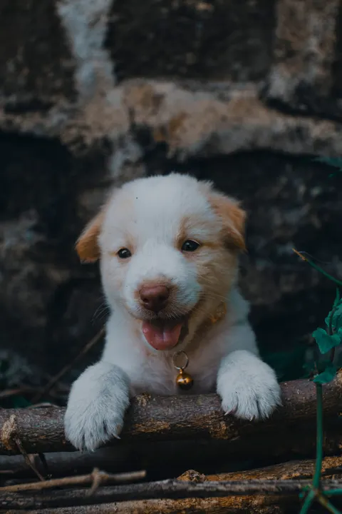 Puppy Phone Wallpaper · pets · 1440×2160