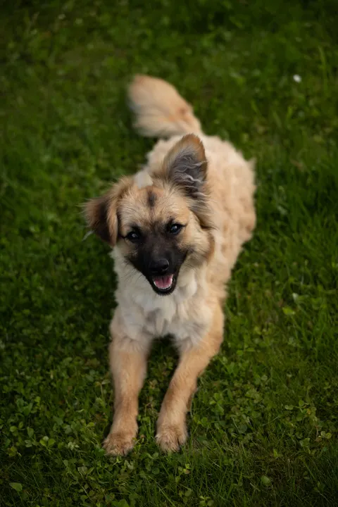 Puppy Phone Wallpaper · pets · 1440×2160
