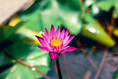 Lotus 4K Wallpaper · flowers · 3840×2560