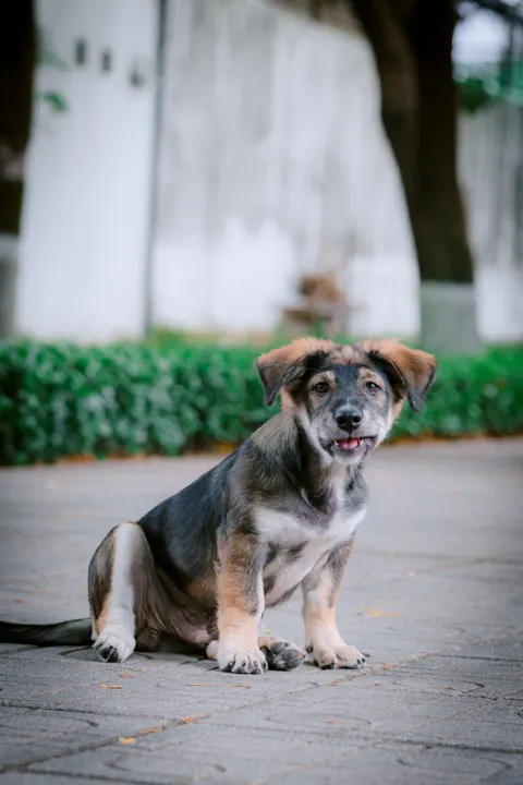 Puppy Phone Wallpaper · pets · 1440×2160