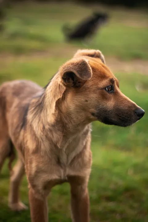Puppy Phone Wallpaper · pets · 1440×2160