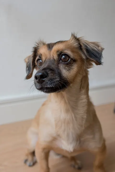 पिल्ला मोबाइल वॉलपेपर · pets · 1440×2157