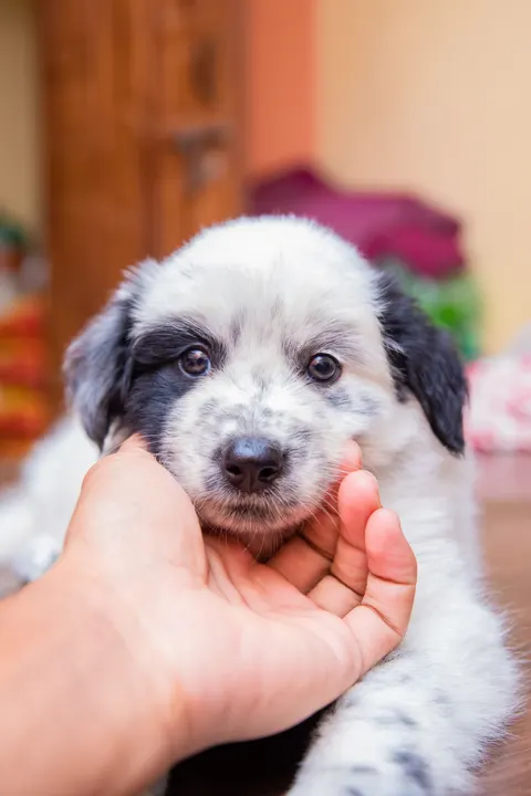 Puppy Phone Wallpaper · pets · 1440×2160