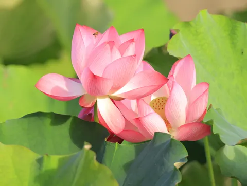 Lotus 4K Hintergrundbild · flowers · 3840×2892