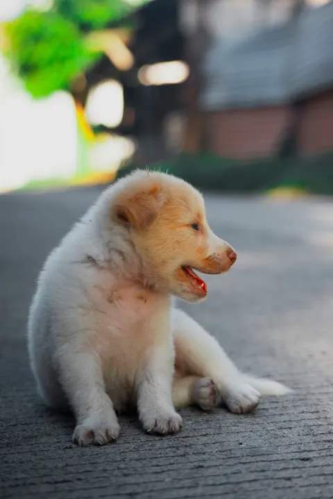 Puppy Phone Wallpaper · pets · 1440×2160