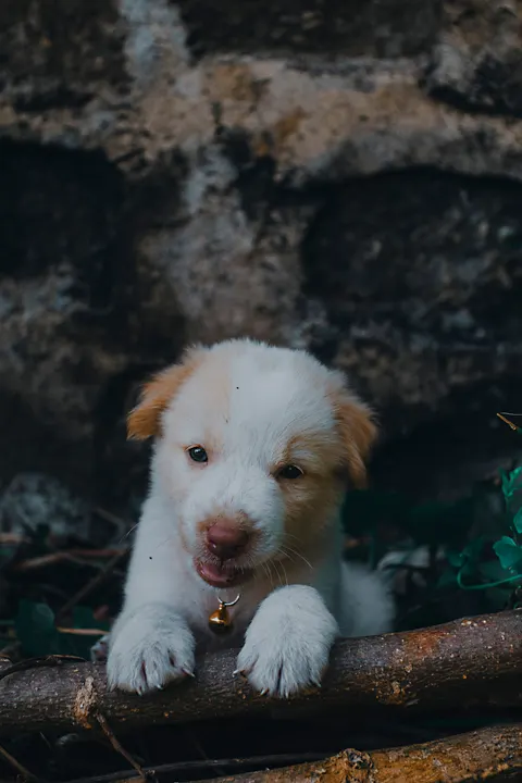 Puppy Phone Wallpaper · pets · 1440×2160