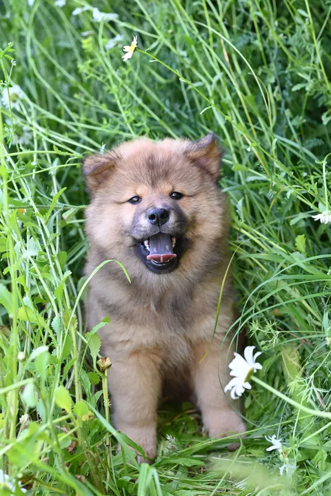 Puppy Phone Wallpaper · pets · 1440×2157