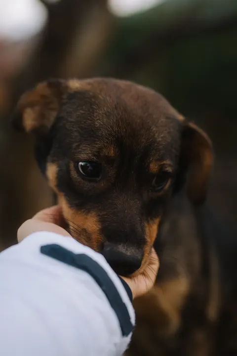 Fond d'écran mobile Chiot · pets · 1440×2160