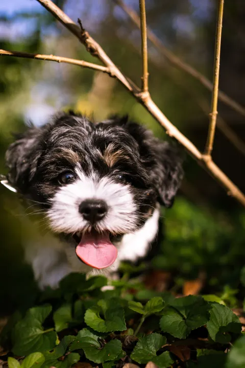 Puppy Phone Wallpaper · pets · 1440×2160